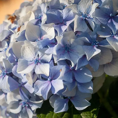 Landhuis Casa Peluaga