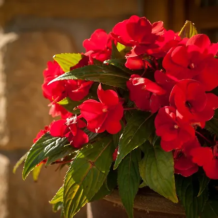 منزل ريفي Casa Peluaga أويارتثون