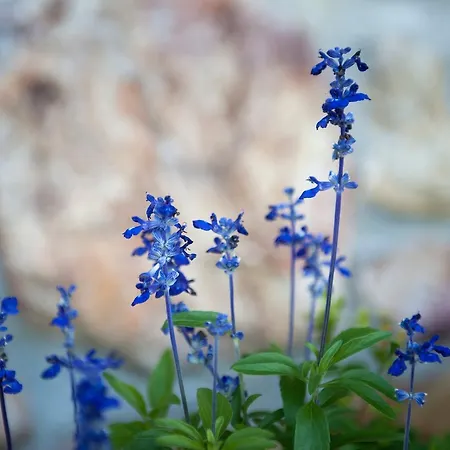 Casa Peluaga * أويارتثون